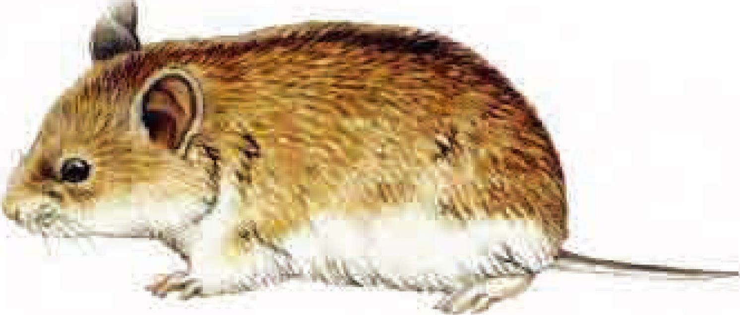 黑线仓鼠(萨拉齐亚种)
